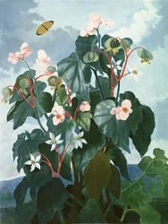 Begonia oblique-leaved, wyryte przez Caldwell, z "The Temple of Flora" Robert Thornton, pub. 1800
